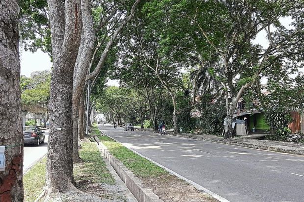 These trees along Jalan Jelatek have been tagged for inventory purposes and will be assessed if they should be removed or transplanted.