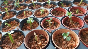 20 types of small plants to be given away at the StarProperty.my fairs.