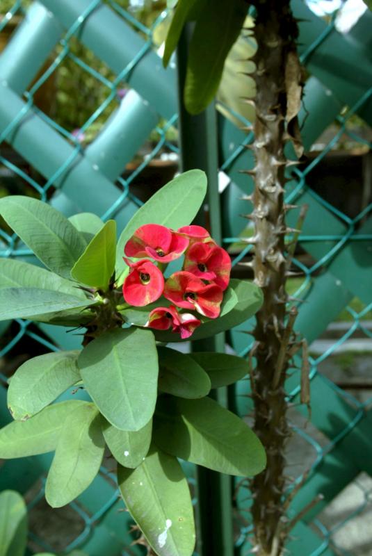 所种植物若属于尖叶细叶或尖长带刺,则具有「挡煞」作用。