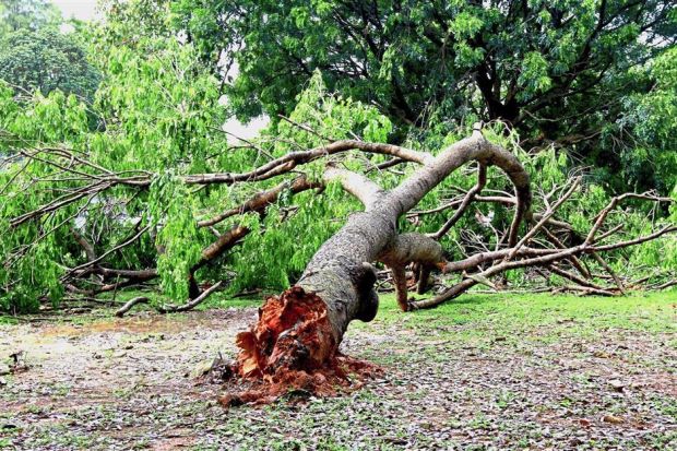 An uprooted tree at the second roundabout in Persiaran Anggerik Mokara, Kota Kemuning.