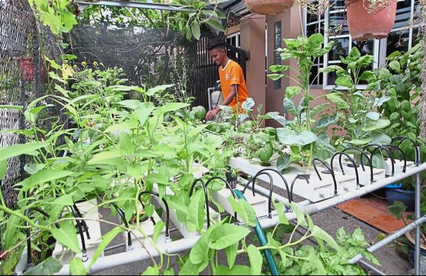 Residents in Taman Setia Warisan have set up their own individual gardens such as 22-year-old Muhammad Idham Zainal Abidin‘s family, who donates their vegetables to the committee members to be sold.