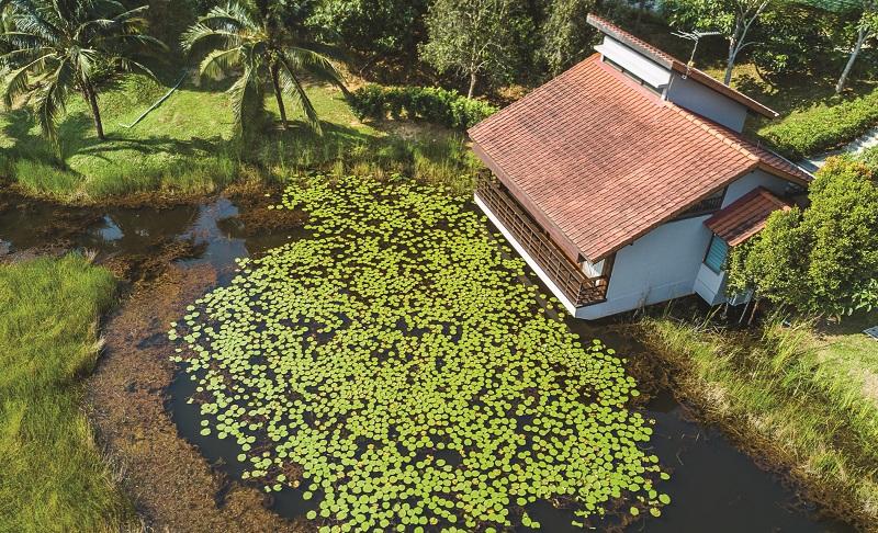 AWetland (Sara) Cottage facing a scenic lily pond.