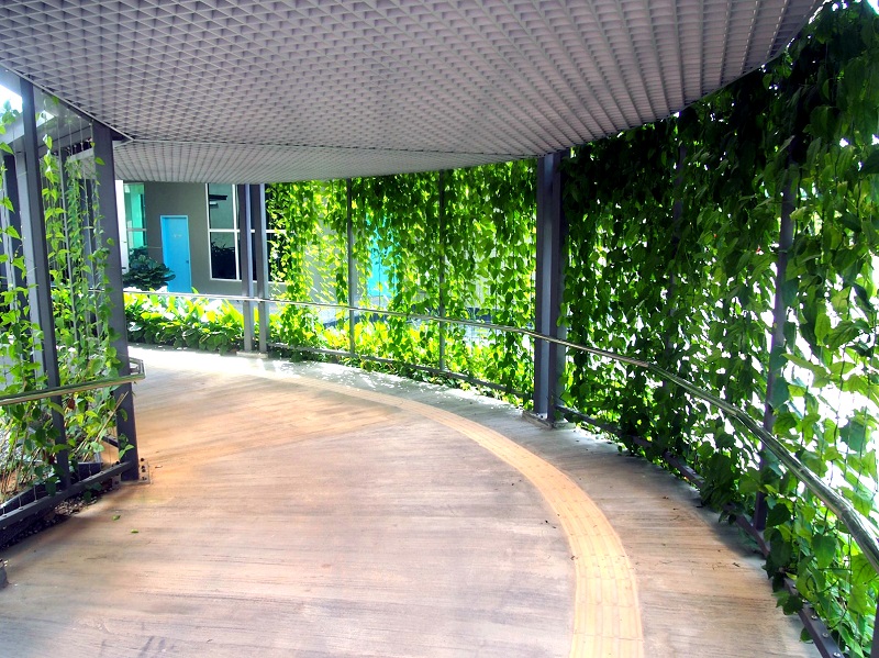 Curtains of greenery providing shade along the walkway connecting the cluster of buildings.