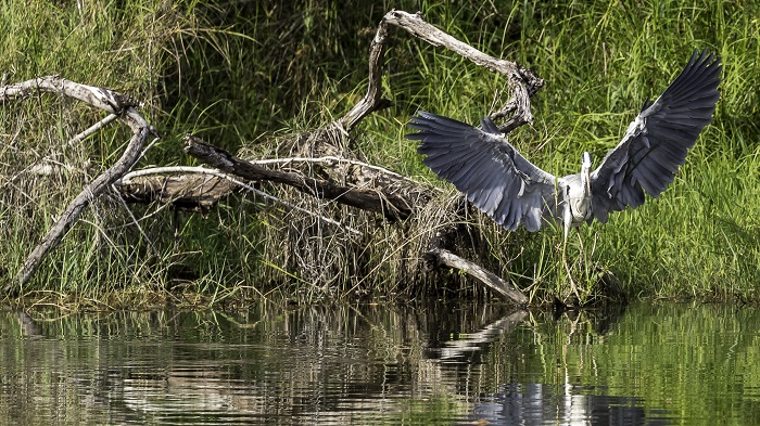 A prime spot for avid birdwatchers.