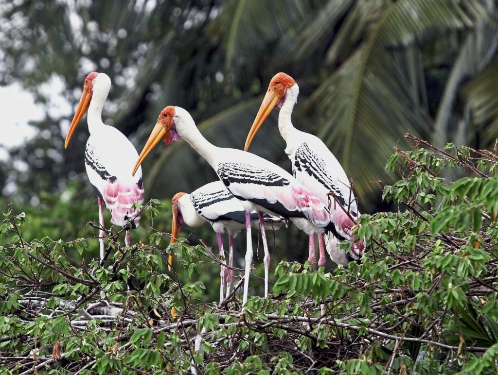 The Painted Storks’ beautiful colour make them one of the favourite subjects to be captured on canvas and it is no wonder why they are named as such.With its yellow and orange long beak, the beautiful birds have white body with black streaks on the side of its wings. *** Local Caption *** Beautiful: The Painted Storks. (Yusof) ********************************************************************************************* Shah Alam's isle of birds - Long-legged beauties: The Painted Storks. - 20090606 Star Saturday Metro North (Penang Final) Pg18 (Zalina)