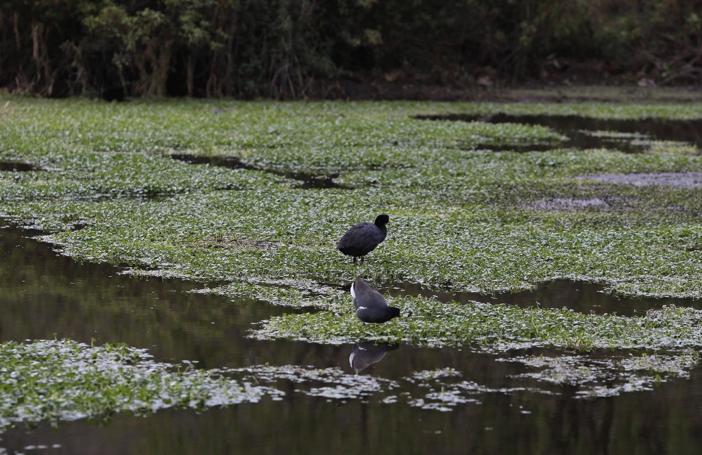 Wetlands play a number of vital functions, such as water purification, water storage, processing of carbon and the stabilisation of shorelines.