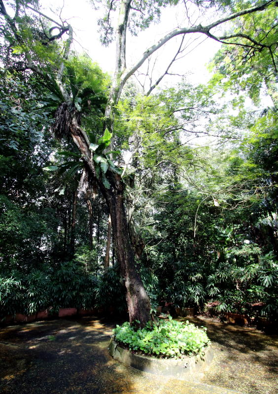 A quiet corner and a solitary tree at the Orchid & Hibiscus Gardens.