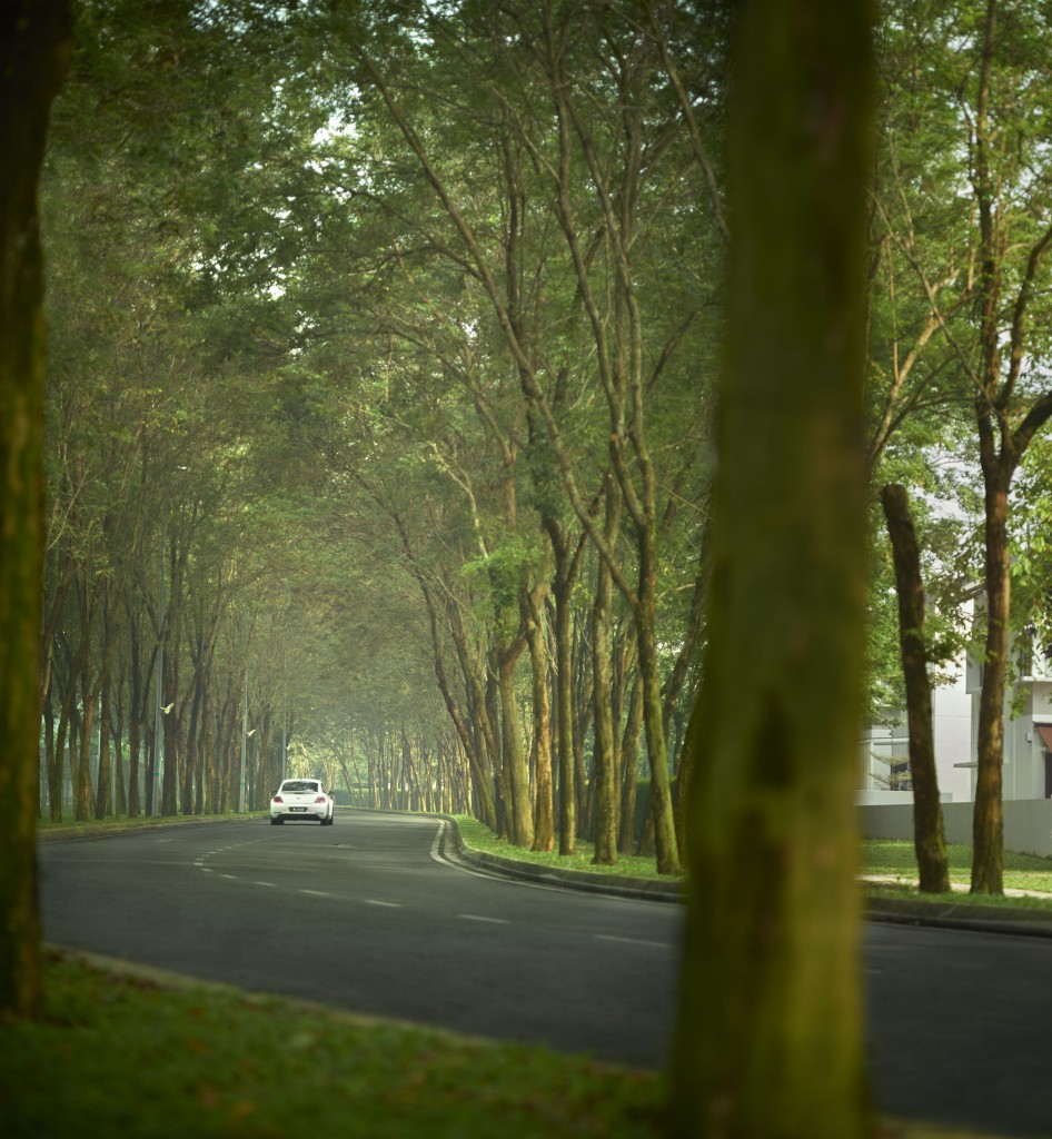 Jade_Hills_township_-_Tall_rosewood_trees_that_shades_the_winding_roads_of_Jade_Hills_giving_it_a_sense_of_place.tif
