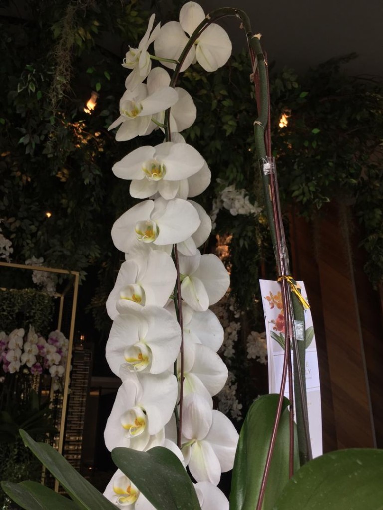  limited-edition Autograph Collection displayed in the gallery. 