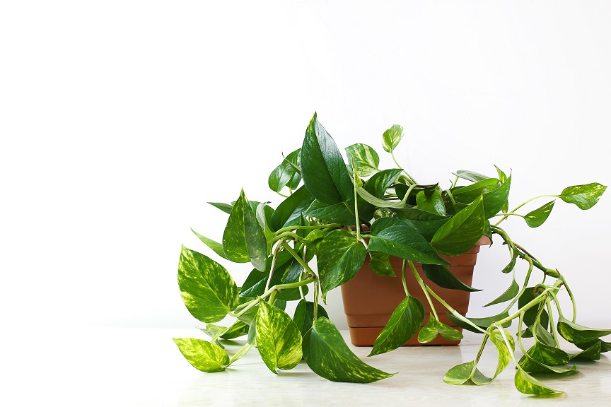 Golden pothos or Epipremnum aureum on white table in the living