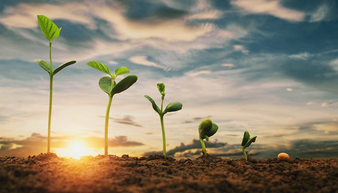 soybean growth in farm with blue sky background. agriculture pla