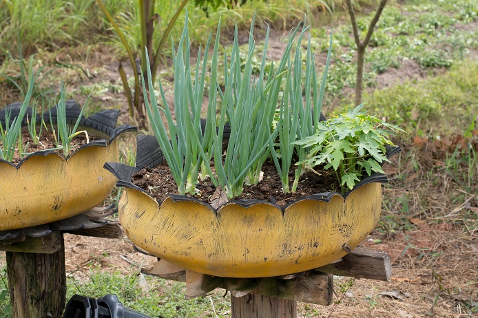 Spring Onions in tire recycle