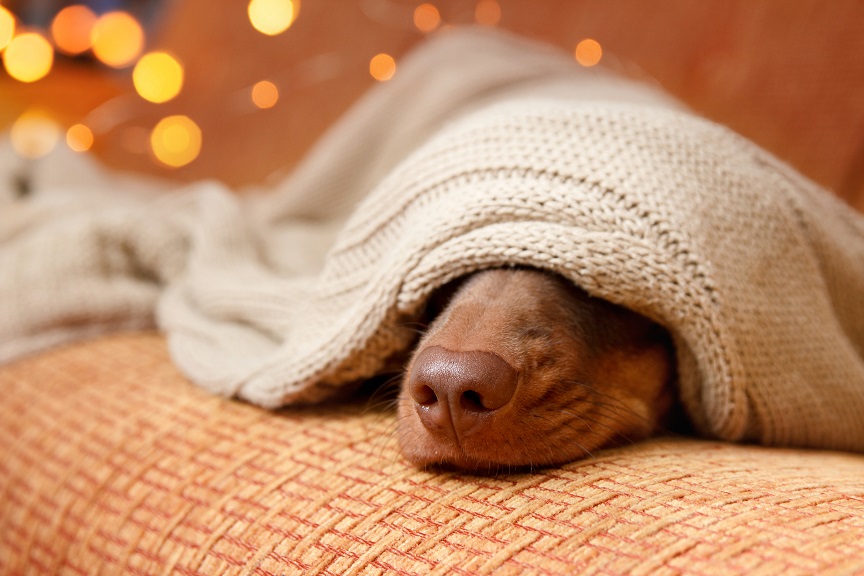 Dog sleeps under the blanket near christmas light. Close up. Winter concept