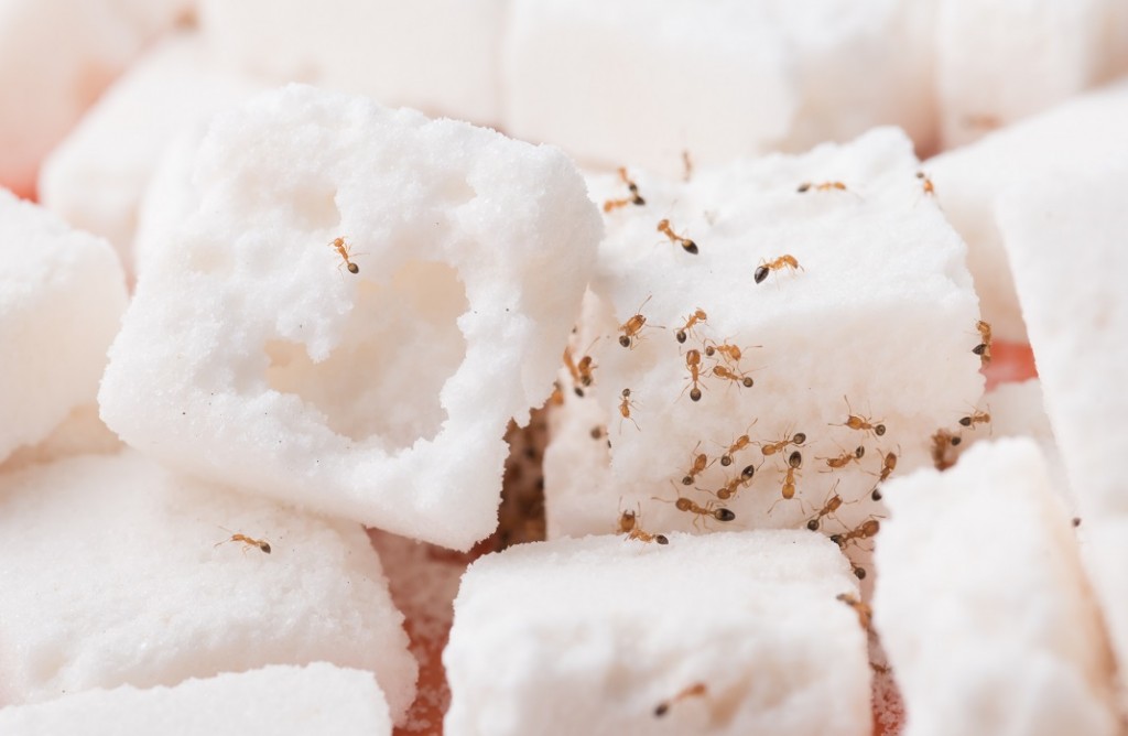 ants on cube sugar