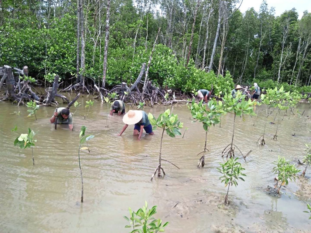 Mangrove transplanting process by Forest City landscape workers.