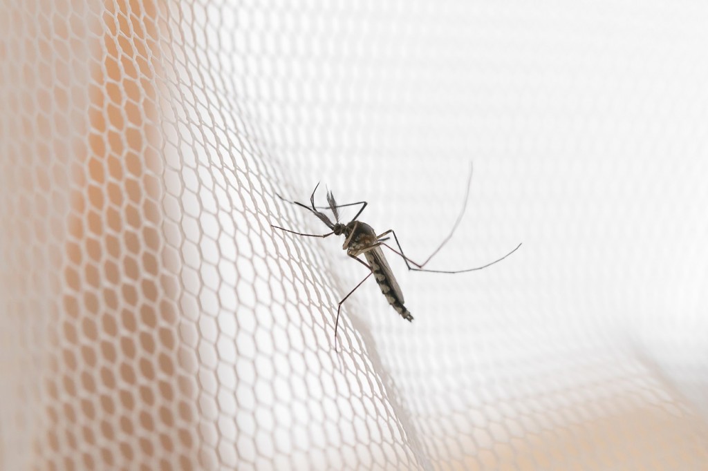 Mosquito on white mosquito wire mesh,net.Mosquito disease is car
