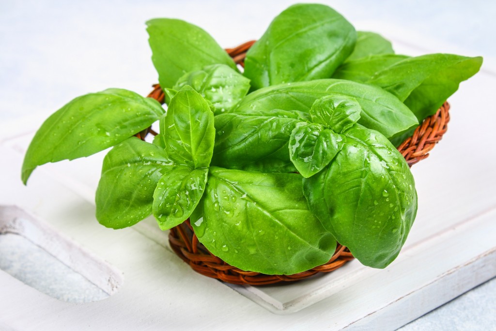 Green home basil, spicy herb in a basket