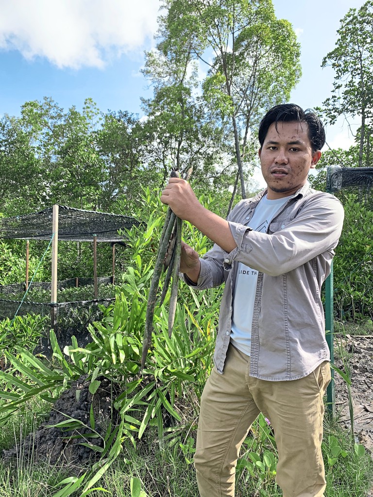 Syafiq collecting mangrove saplings.