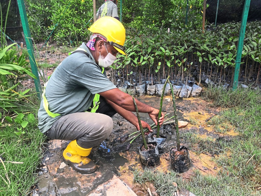 Mangrove saplings were planted in the Forest City nursery to be transplanted later.