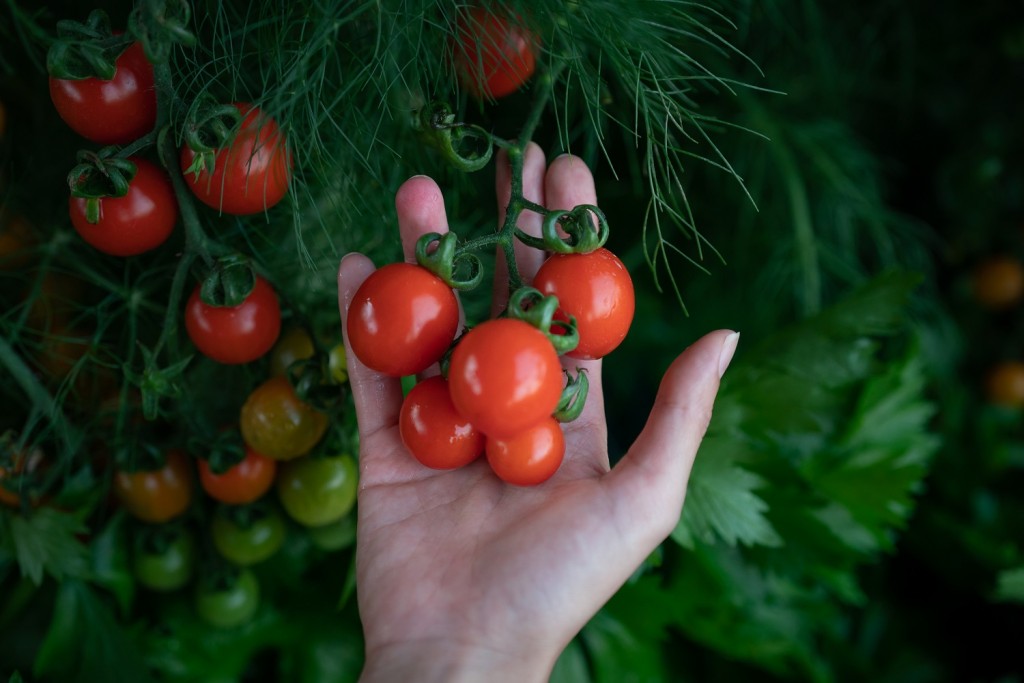 Closeup of farmer's hands harvest a Tomato in the garden. Farmer