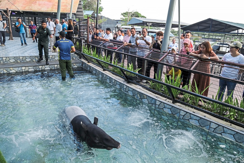 First in Malaysia and only in 99 Wonderland Park, the Malayan Tapir exhibit comes with a jacuzzi pool.