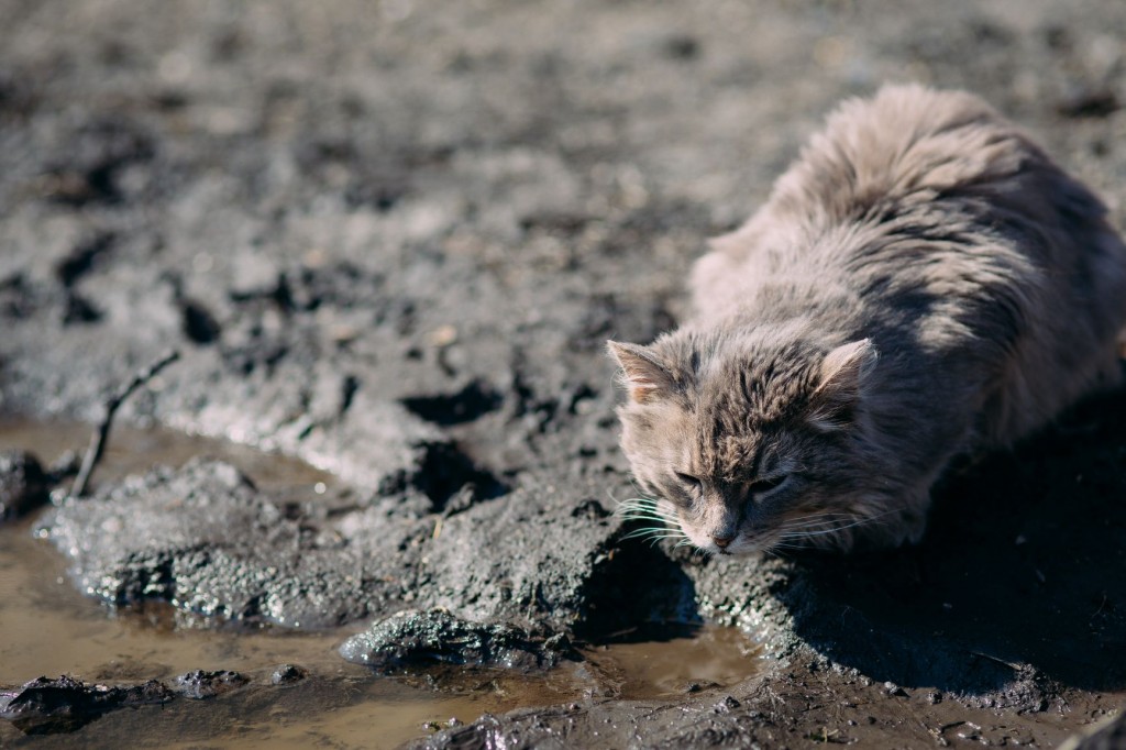 Cats tend to go feral after they have been dumped