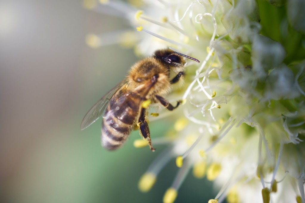 The bee collects nectar on a white onion flower. The collection