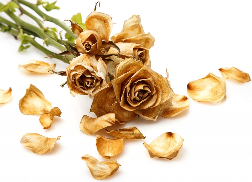 Dry rose flower
