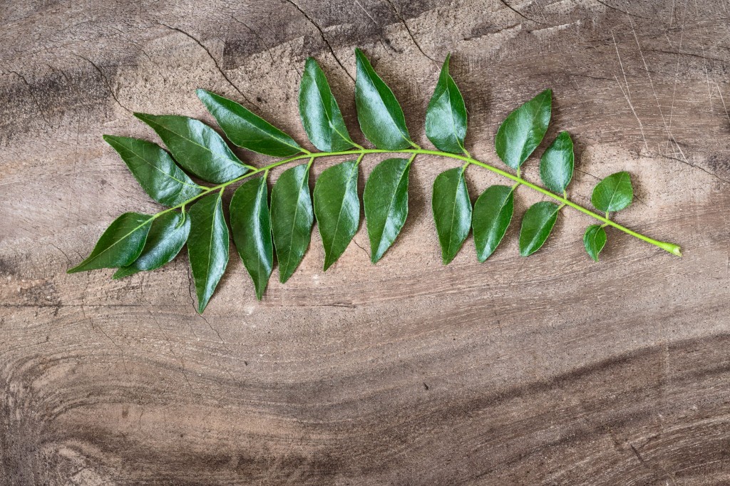 How to grow curry leaves at home