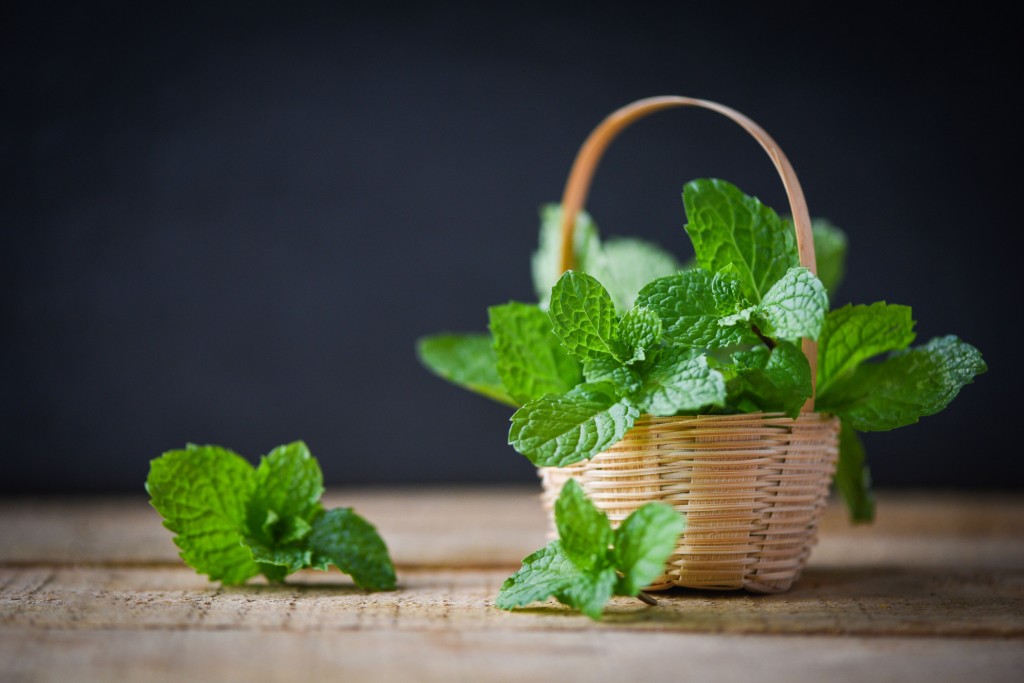 Growing Mint At Home 