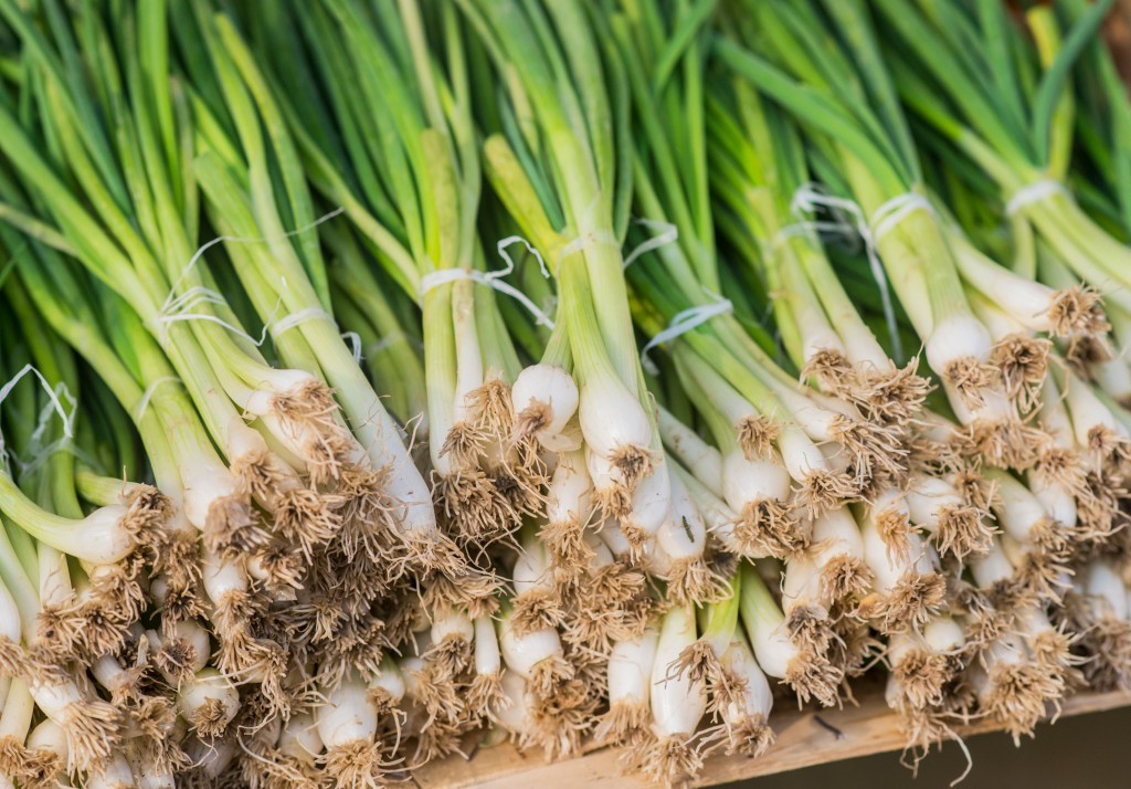 how to grow spring onion at home