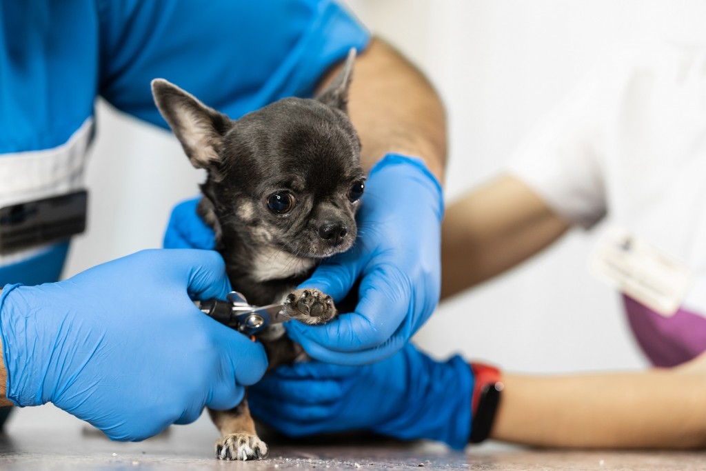 A professional veterinarian cuts the claws of a small dog of the Chihuahua breed on a manipulation table in a medical clinic. Pet care concept