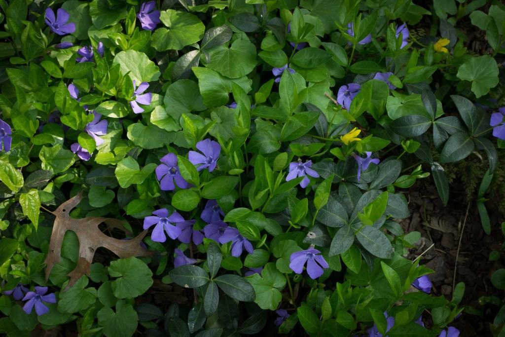 Blue botanical periwinkle plant or vinca minor close up