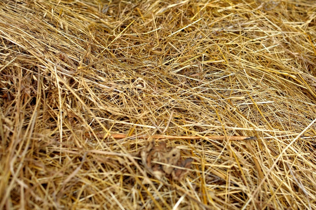 Texture of dry yellow hay, dry grass background
