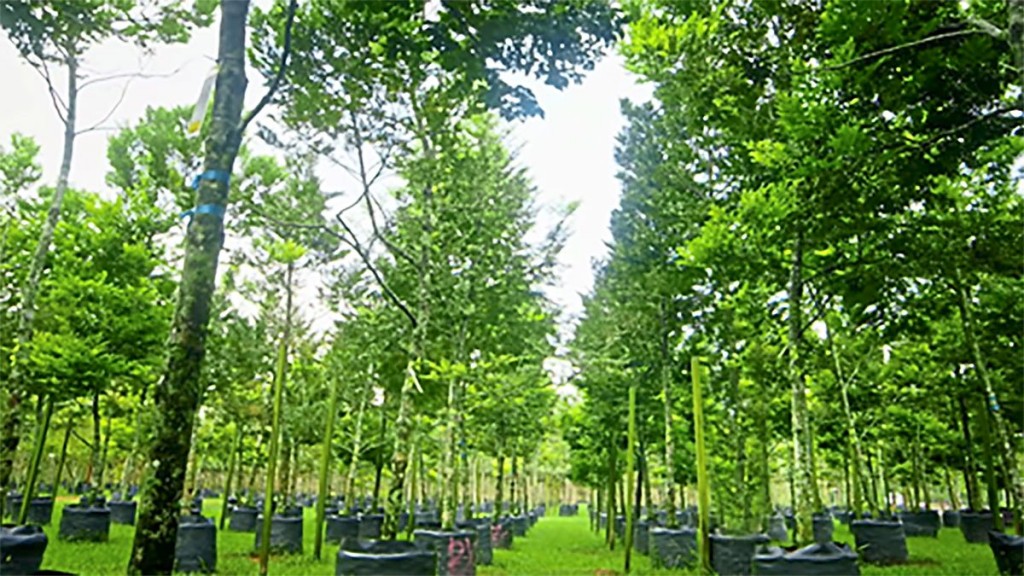 Every tree being removed is replaced by one or two others.