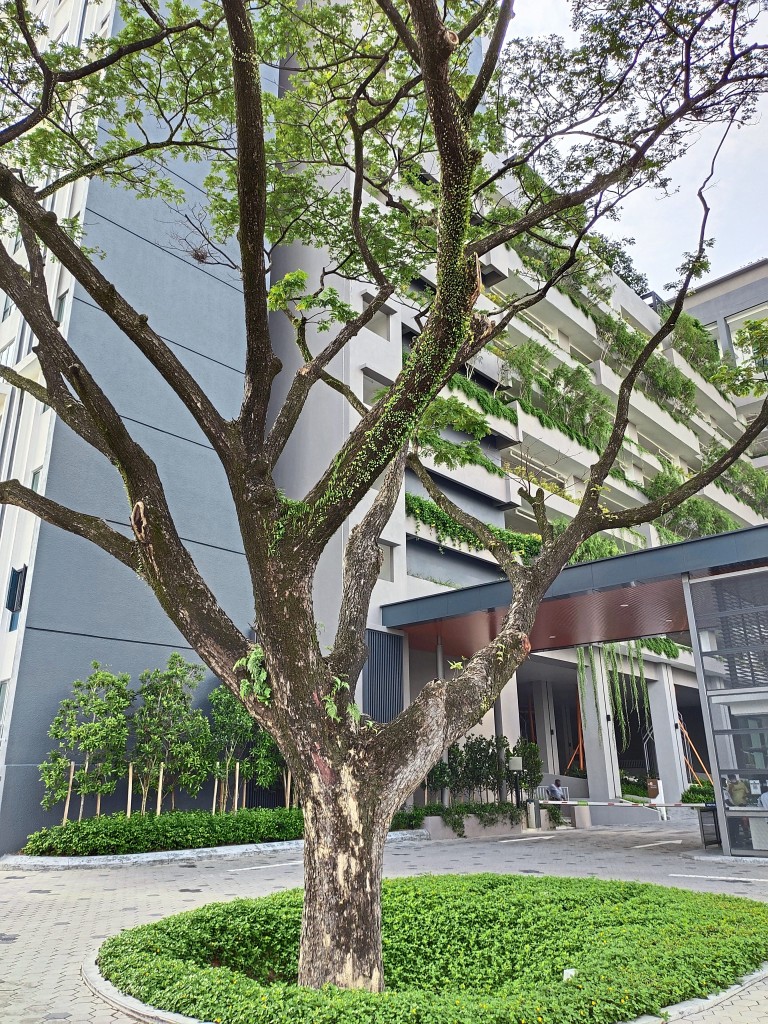 Mah Sing's M Centura in Setapak transplanted a total of 24 Hopea Odorata and preserved a 15-year old Samanea Saman.