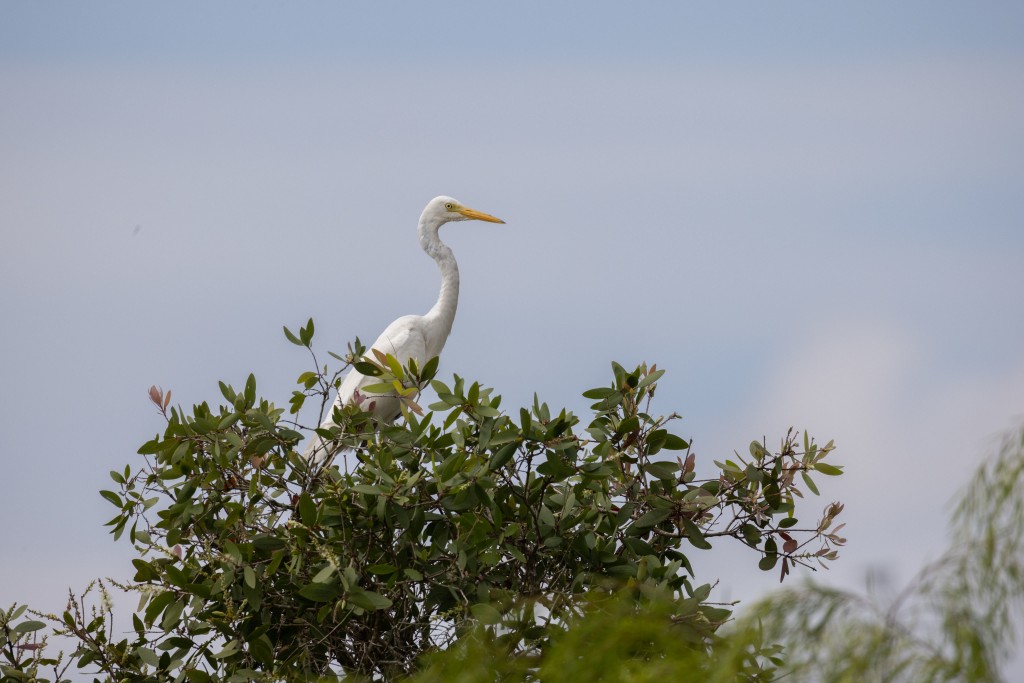 Actual photo of the Intermediate Egret found at Gamuda Cove. The Intermediate Egret are among the many bird species attracted to the fruits of the Melicope-Lunu Anakenda tree.