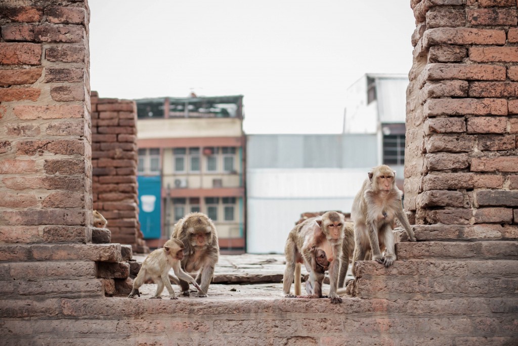 More and more monkeys are displaced in urban areas, facing the risk of starvation and injury from vehicles or human conflict.