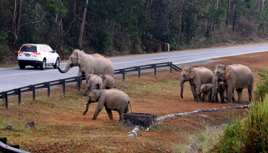 Many Asian elephants are already under serious threat of extinction in their native countries and those in Borneo are especially at risk.